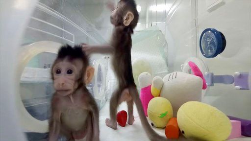 Scientists successfully clone monkeys; could humans be next?