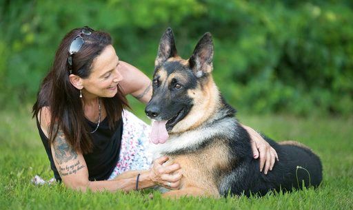 Dogged: Badly wrecked, German shepherd shows at Westminster