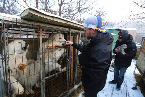'Heartbroken' Kenworthy visits South Korean dog meat farm