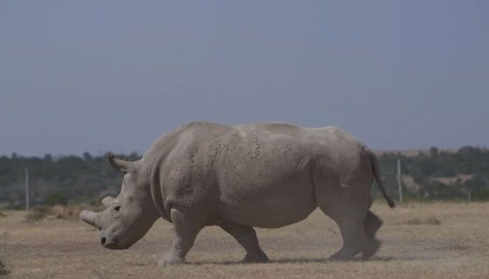 World's last male northern white rhino, Sudan, dies