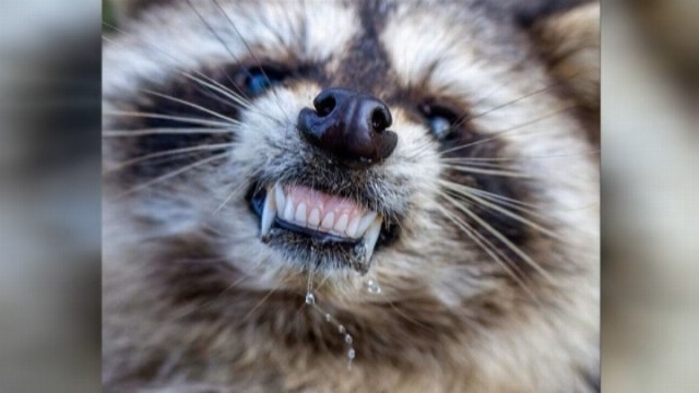 Police investigate reports of 'zombie' raccoons