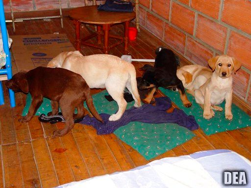 US: Vet implanted heroin in puppies for Colombia drug ring