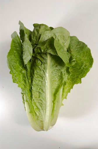 1st death reported in romaine lettuce E. coli outbreak