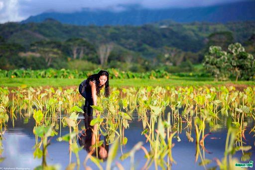 Shortage of key Hawaii crop expected after rains swamp farms