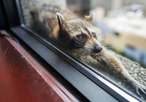 St. Paul raccoon set free after scaling 25-story tower