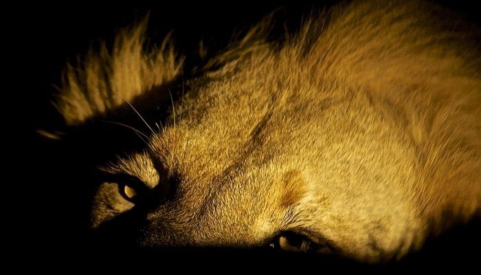 Many animals are shifting from day to night to avoid people