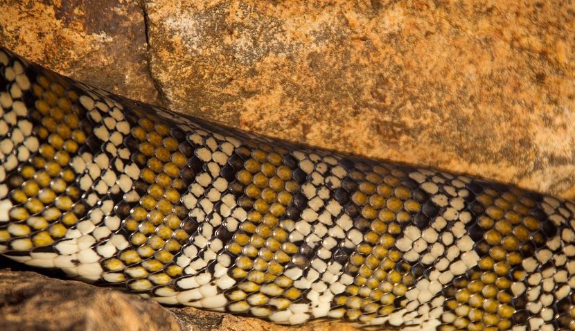 7-meter-long python swallows Indonesian woman