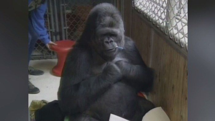 Koko, the gorilla who knew sign language, dies at 46