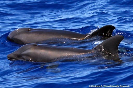 Scientists: 1st sighting of dolphin hybrid is no 'wholphin'