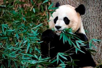 Condolences pour in for 6-day-old panda cub - FOX19.com-Cincinnati ...