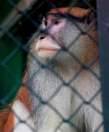 MAN ARRESTED AFTER DEATH OF MONKEY AT IDAHO ZOO - Tucson News Now