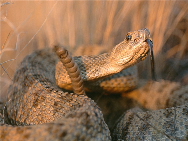 A snake-handling Kentucky pastor has died after being bitten by a snake. (Source: MGN/Chris Johns)