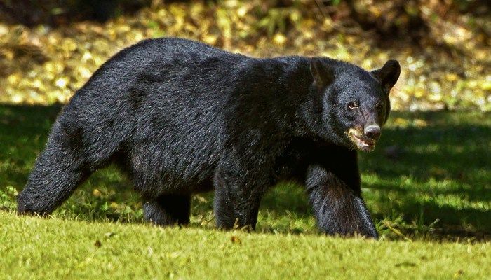 colorado mom scares off bear attacking 5-year-ol