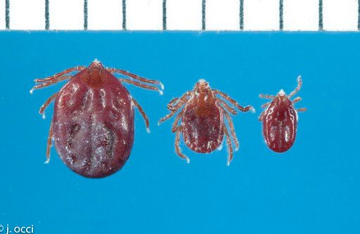rare type of tick inexplicably turns up in arkansas