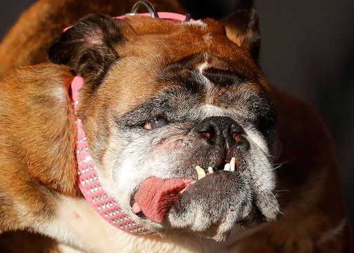 zsa zsa, the english bulldog, wins worlds ugliest dog title