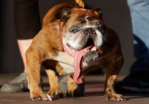 worlds ugliest dog dies weeks after winning tit