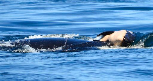 grieving orca highlights plight of endangered whales